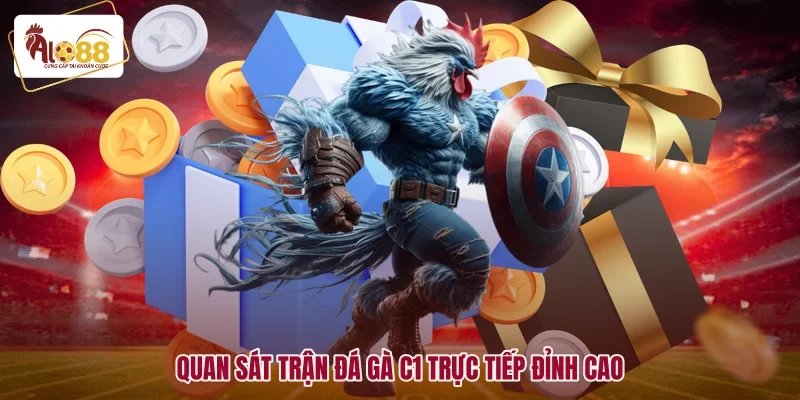 Quan sát trận đá gà c1 trực tiếp đỉnh cao