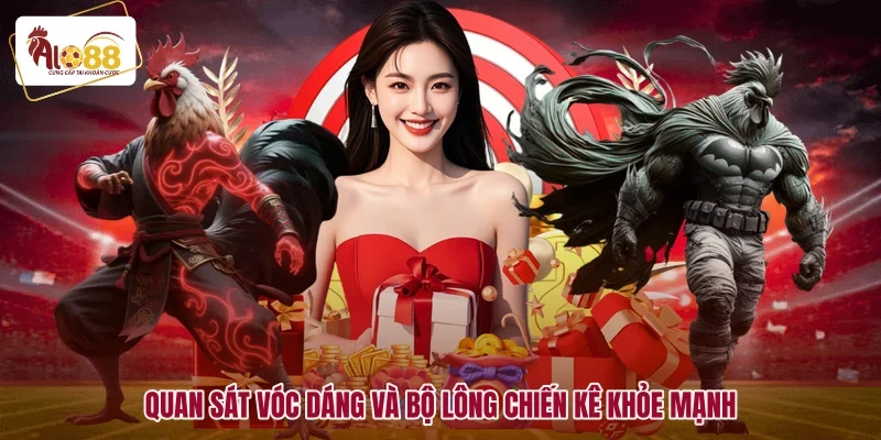 Quan sát vóc dáng và bộ lông chiến kê khỏe mạnh