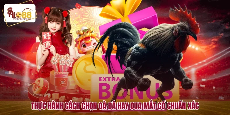 Thực hành cách chọn gà đá hay qua mắt cổ chuẩn xác